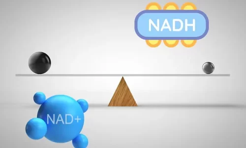 What is the Difference Between NAD+ and NADH?