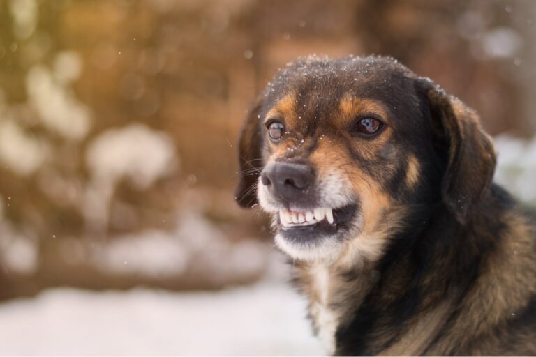 A brown and black dog shows its teeth while standing outdoors in a snowy environment.